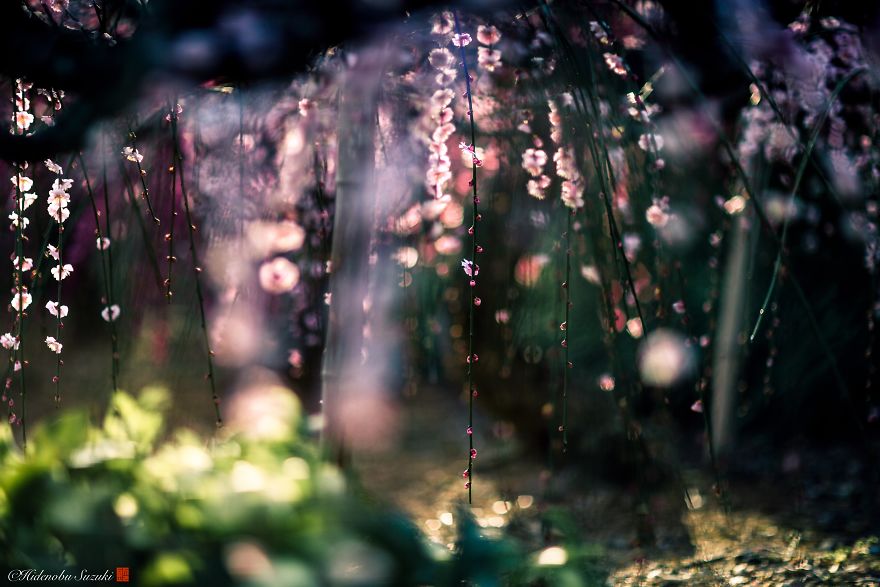 Japánban a szilva is virágzik olyan szépen, mint a cseresznyefák