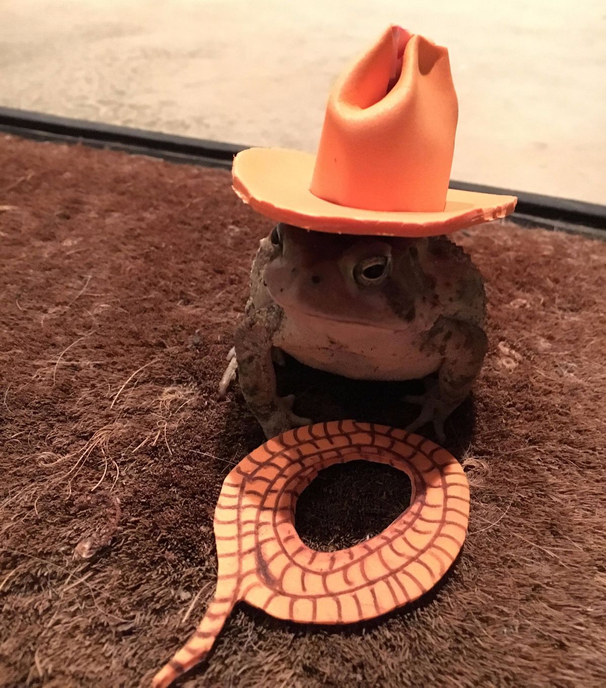 Sapkakollekciót kapott a varangyosbéka Sapkakollekciót kapott a varangyosbéka