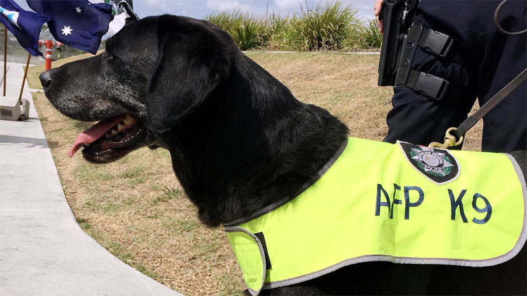 Louie - Forrás: Australian Federal Police