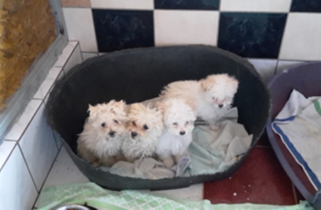 Olaszországba akarták csempészni a kölyölkkutyákat