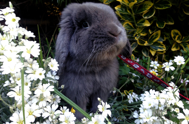 Új, veszélyes betegség támadja a nyulakat Magyarországon