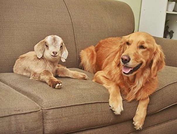 Kecskegidák anyukájának képzeli magát a kutya