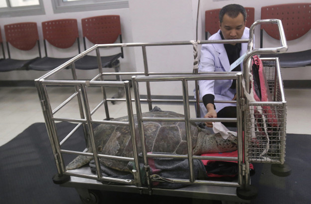 Elpusztult a pénzérmékkel etetett teknős Elpusztult a pénzérmékkel etetett teknős