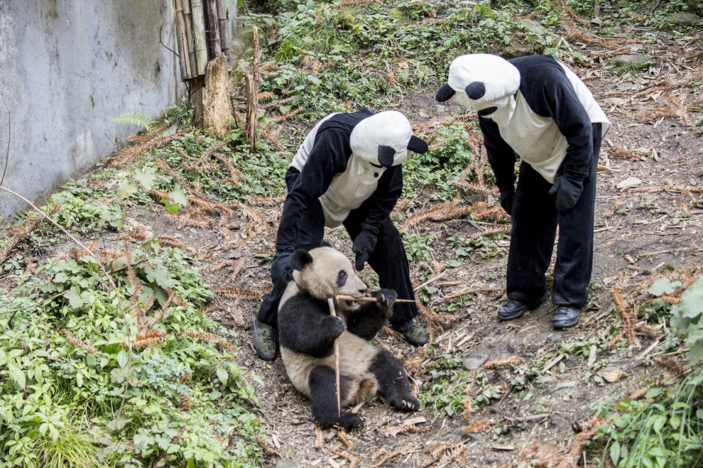 Pisis jelmezekben gondozzák a pandákat a rezervátum dolgozói