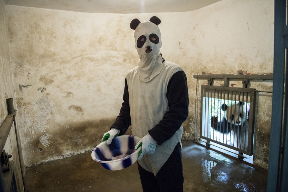 Pisis jelmezekben gondozzák a pandákat a rezervátum dolgozói