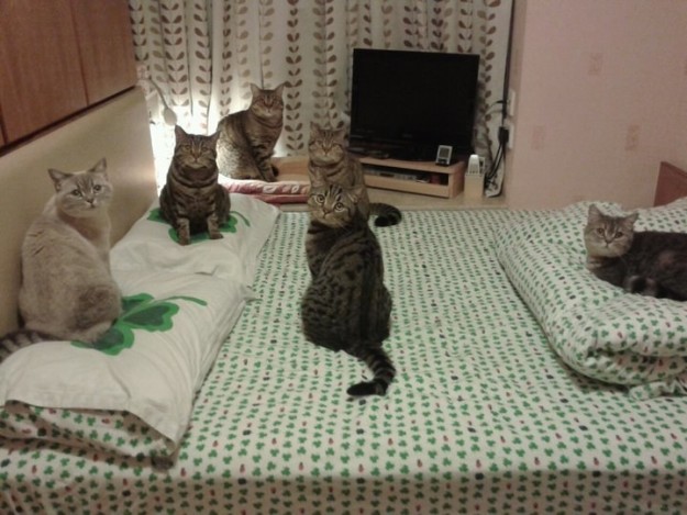 12 kép, ami bebizonyítja, hogy a macskák valójában titkos ügynökök 12 kép, ami bebizonyítja, hogy a macskák valójában titkos ügynökök