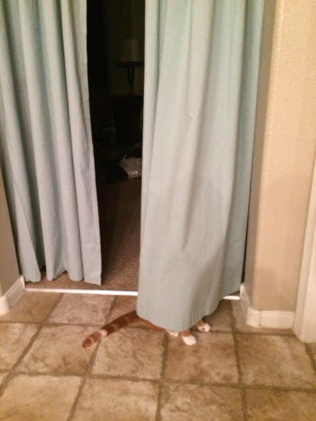 12 kép, ami bebizonyítja, hogy a macskák valójában titkos ügynökök 12 kép, ami bebizonyítja, hogy a macskák valójában titkos ügynökök