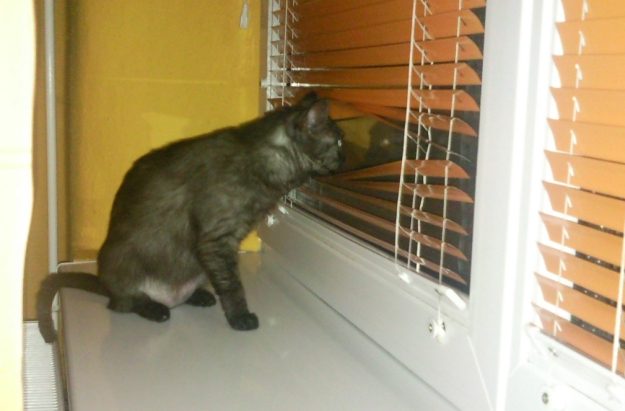 12 kép, ami bebizonyítja, hogy a macskák valójában titkos ügynökök 12 kép, ami bebizonyítja, hogy a macskák valójában titkos ügynökök