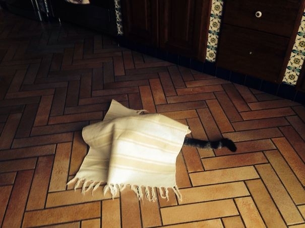 12 kép, ami bebizonyítja, hogy a macskák valójában titkos ügynökök 12 kép, ami bebizonyítja, hogy a macskák valójában titkos ügynökök