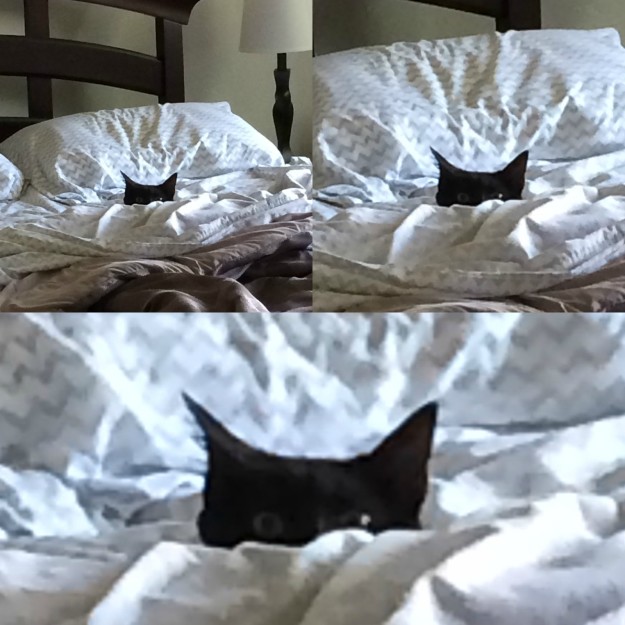 12 kép, ami bebizonyítja, hogy a macskák valójában titkos ügynökök 12 kép, ami bebizonyítja, hogy a macskák valójában titkos ügynökök