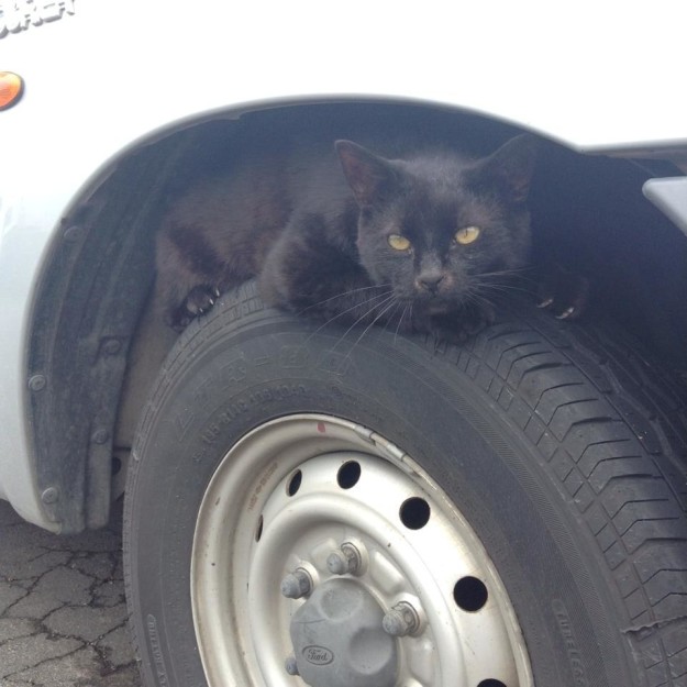 12 kép, ami bebizonyítja, hogy a macskák valójában titkos ügynökök 12 kép, ami bebizonyítja, hogy a macskák valójában titkos ügynökök