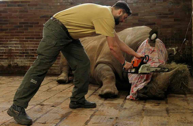 Láncfűrésszel estek az orrszarvúk szarvainak egy cseh állatkertben