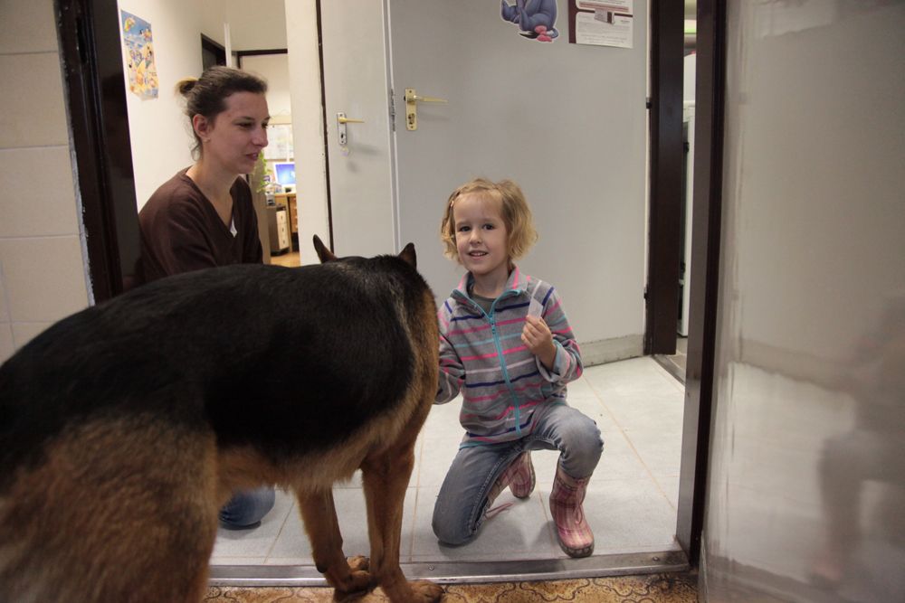 Dr. Rex kiváló eredménnyel levizsgázott, és mostantól nem tilthatják ki sehonnan sem Dr. Rex kiváló eredménnyel levizsgázott, és mostantól nem tilthatják ki sehonnan sem