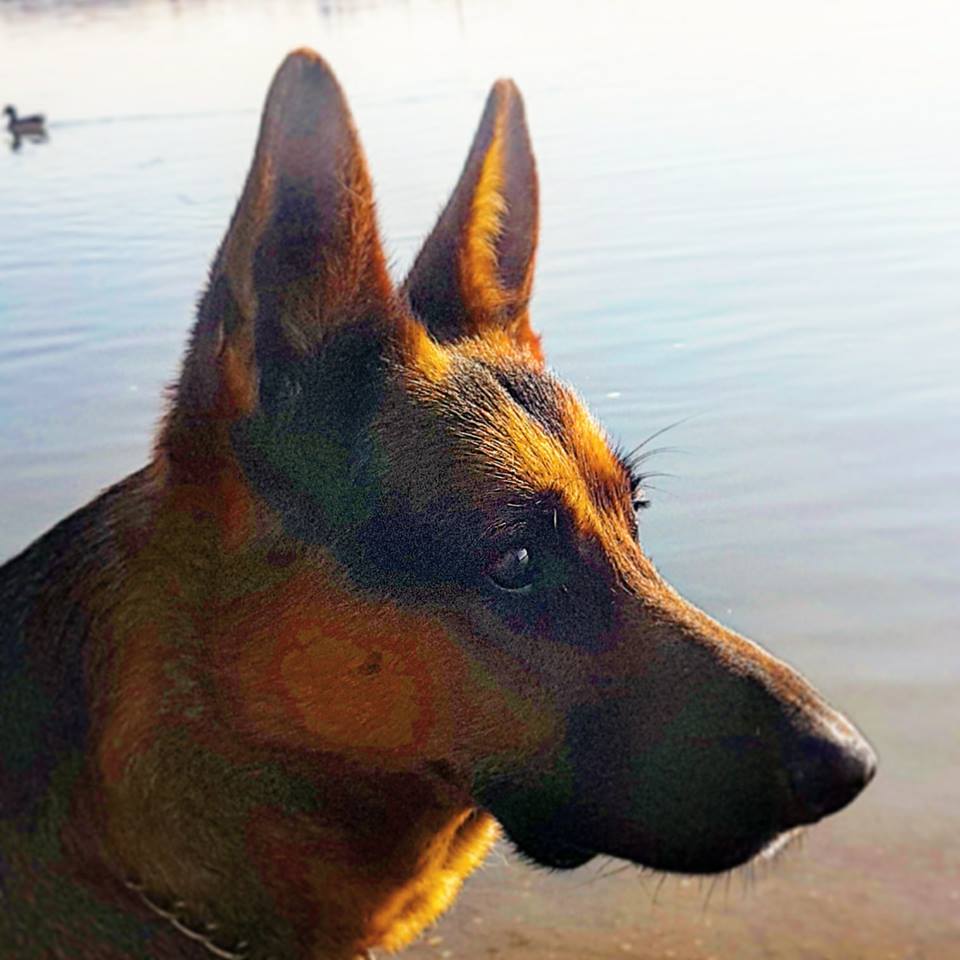 Dr. Rex kiváló eredménnyel levizsgázott, és mostantól nem tilthatják ki sehonnan sem Dr. Rex kiváló eredménnyel levizsgázott, és mostantól nem tilthatják ki sehonnan sem