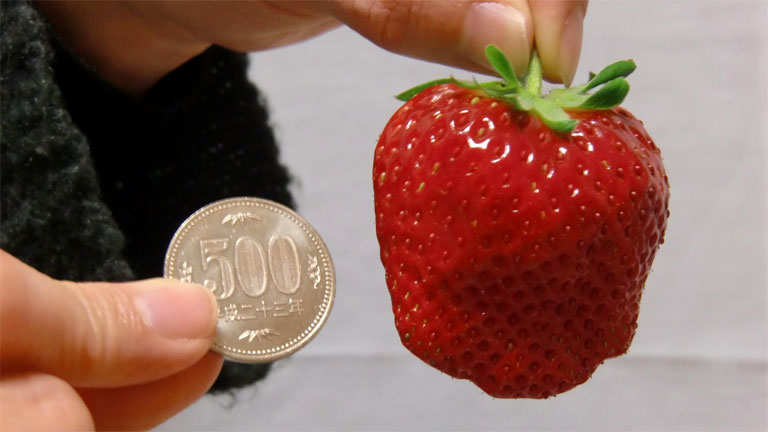 A Bijin-hime eper átlagos méretét jól mutatja az összehasonlítás (Fotó: Tumblr)