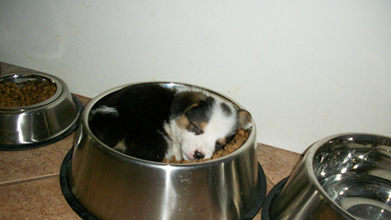 A világ legaranyosabb kiskutyái megcsinálják a pénteked