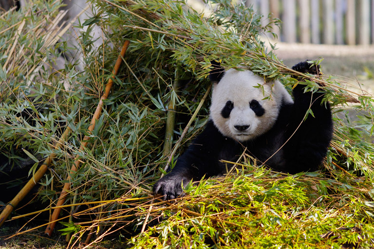 Óriáspanda a madridi állatkertben