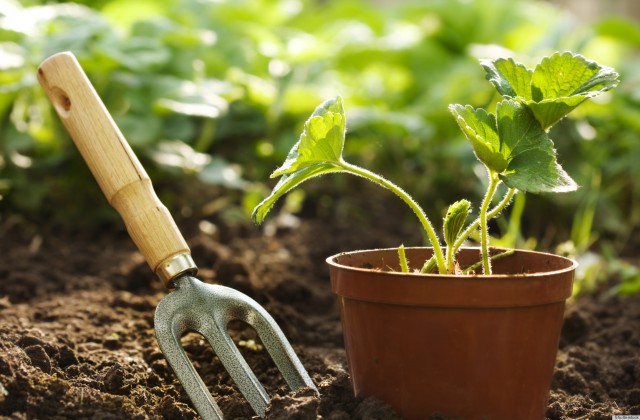 Így borulhat virágba a balkonod és az előkerted!