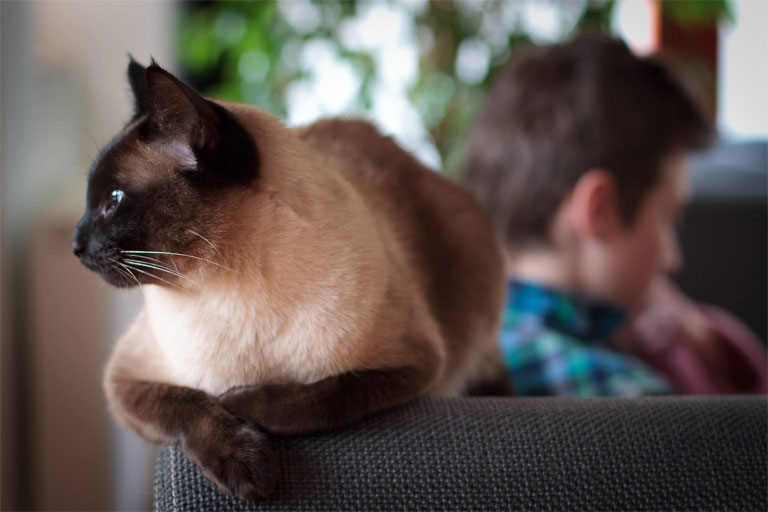 Még, hogy a macskák nem szeretik az ember társaságát?! (Fotó: Bocskay Zsolt)