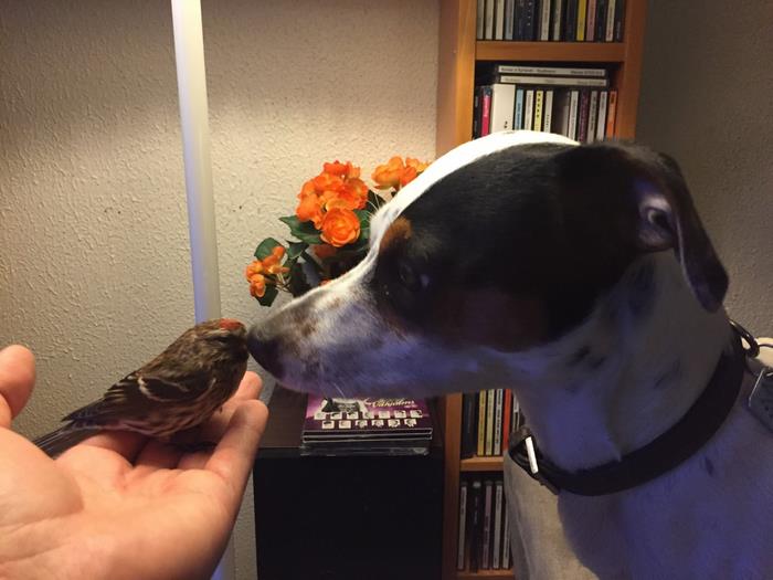 Ez a kismadár borzasztóan hálás négylábú megmentőjének