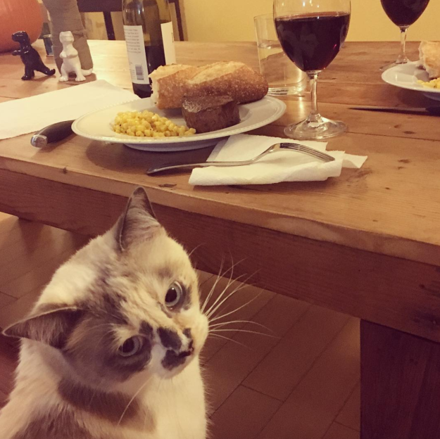 8 dolog, amit csak akkor érthetsz, ha a macskád a legjobb barátod