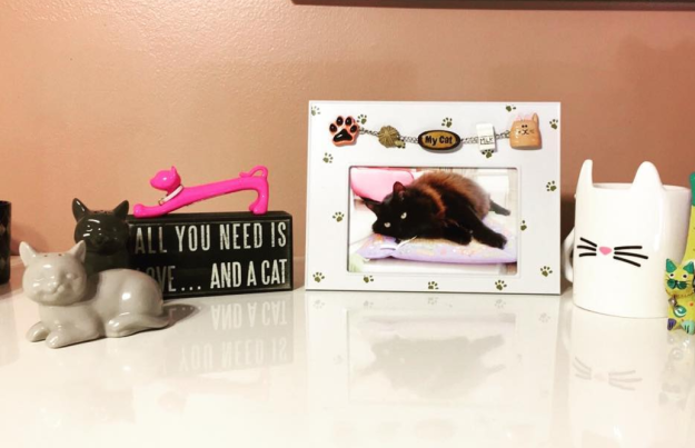 8 dolog, amit csak akkor érthetsz, ha a macskád a legjobb barátod