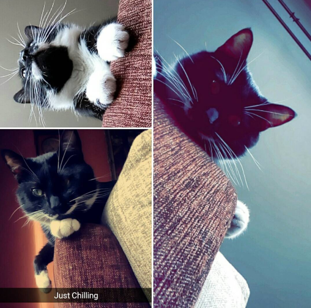 8 dolog, amit csak akkor érthetsz, ha a macskád a legjobb barátod