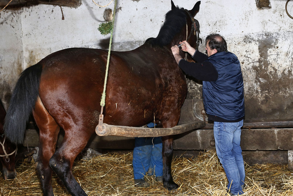 Egy vidéki állatorvos egy napja