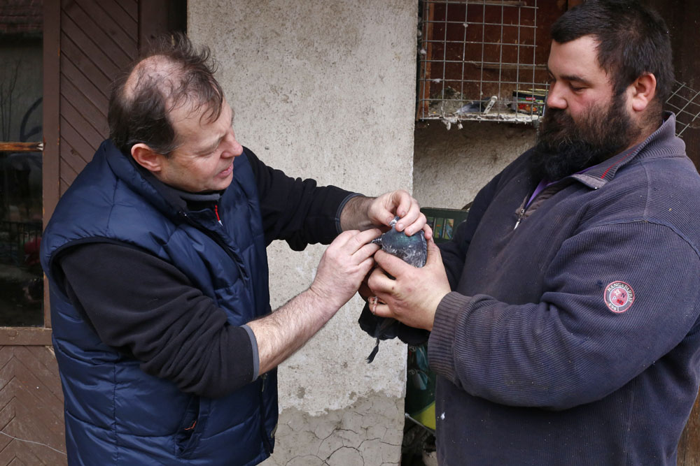 Egy vidéki állatorvos egy napja