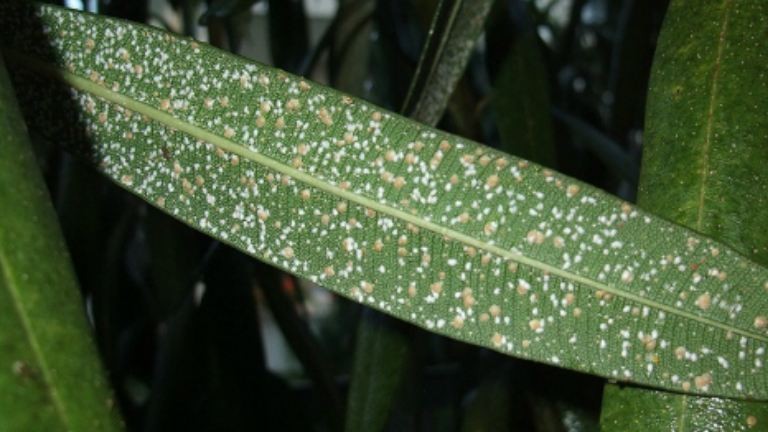Így védd a növényeidet vegyszerek nélkül a lakásban