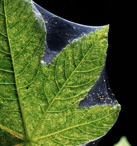 Így védd a növényeidet vegyszerek nélkül a lakásban