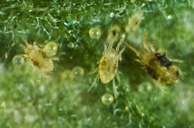 Így védd a növényeidet vegyszerek nélkül a lakásban