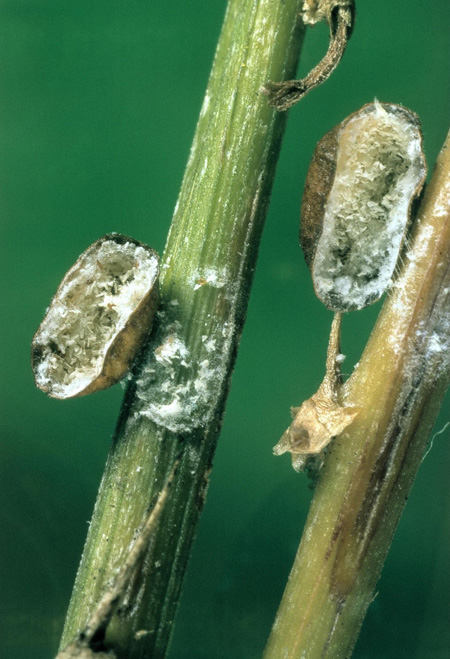 Így védd a növényeidet vegyszerek nélkül a lakásban