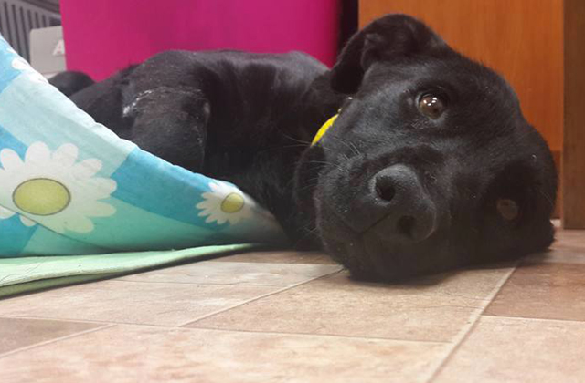 Több hétig az utcán élt Vénusz, miután a vonat levágta a lábát