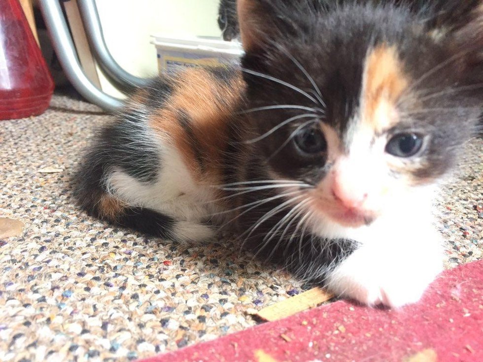 Titokban gondozza a kóbor macskákat a nagypapa