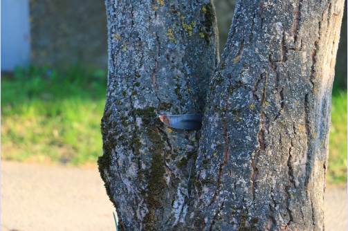 Megölte saját anyját egy férfi Somogyban