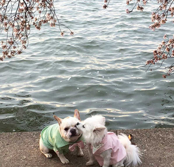 Ezek a kutyák eljegyezték egymást, és a világ kicsit jobb hely lett tőle