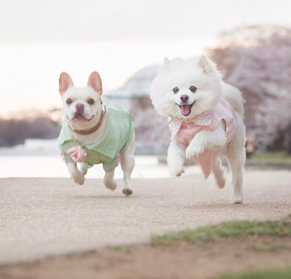 Ezek a kutyák eljegyezték egymást, és a világ kicsit jobb hely lett tőle