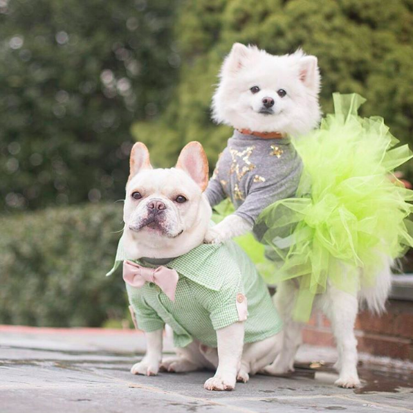 Ezek a kutyák eljegyezték egymást, és a világ kicsit jobb hely lett tőle