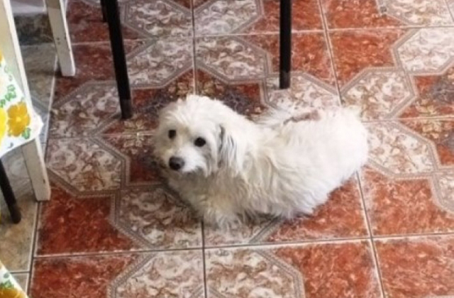 Rálőtt a szomszéd a kiskutyára