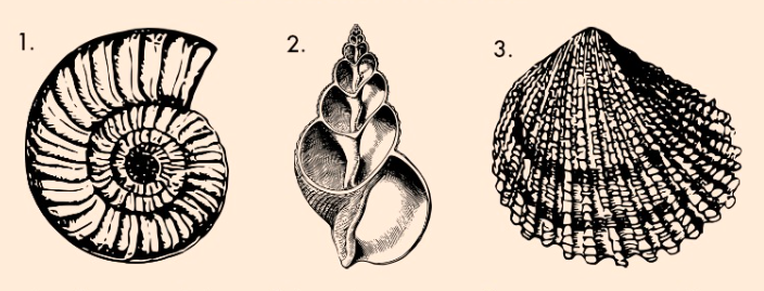 Válassz egy kagylót és fedezd fel a személyiséged rejtett zugait!
