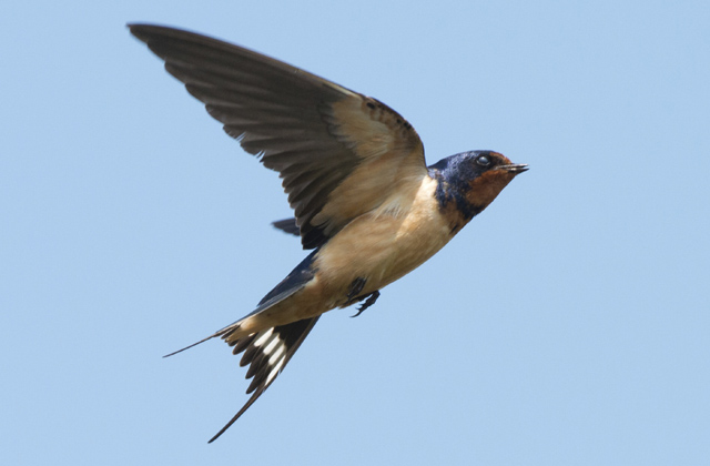 Az első fecskék már Magyarországon vannak
