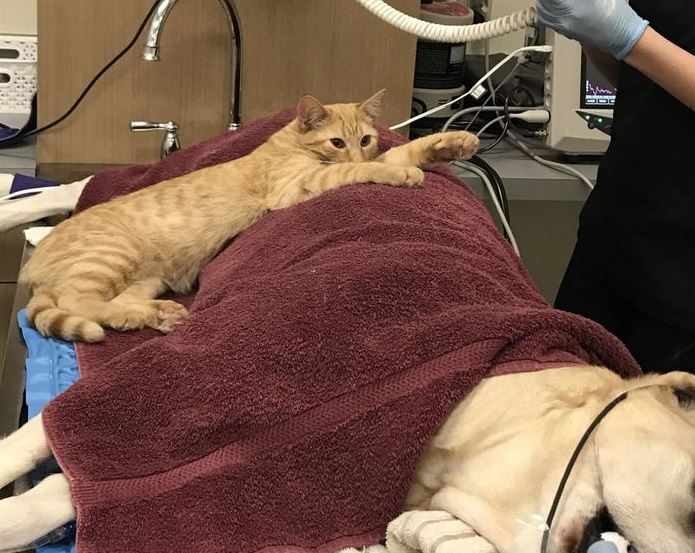 Sérült állatokról gondoskodik a lelkiismeretes ápolócica Sérült állatokról gondoskodik a lelkiismeretes ápolócica