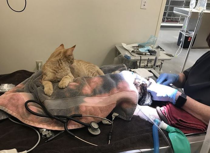 Sérült állatokról gondoskodik a lelkiismeretes ápolócica Sérült állatokról gondoskodik a lelkiismeretes ápolócica