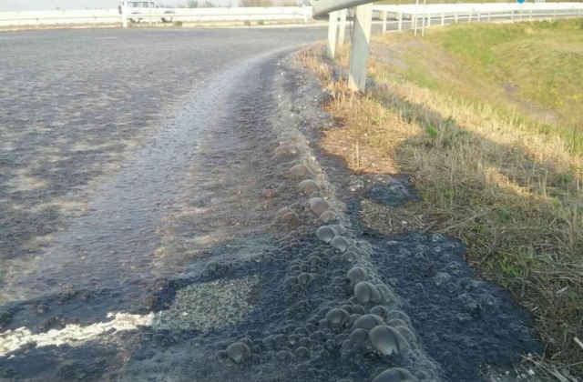 Salétromot is tartalmazott az autópályára ömlő veszélyes sav
