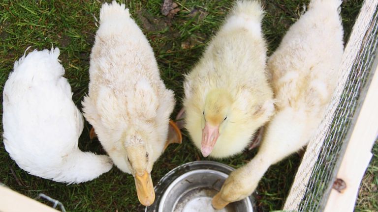 Idén tavasszal is megnyitja kapuit a Vasúttörténeti Park! Idén tavasszal is megnyitja kapuit a Vasúttörténeti Park!