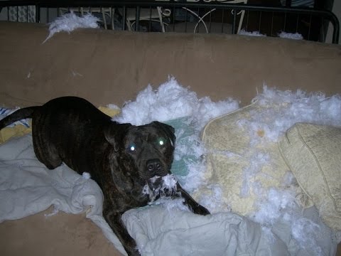 10 állat, aki nagyon nagy káoszt csinált, amíg egyedül volt otthon