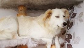 A nap képe: befoglalta a macska fát a cicák között nevelkedett kutya A nap képe: befoglalta a macska fát a cicák között nevelkedett kutya