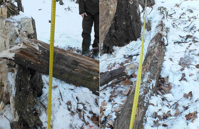 Fát akartak lopni, de rájuk dőlt