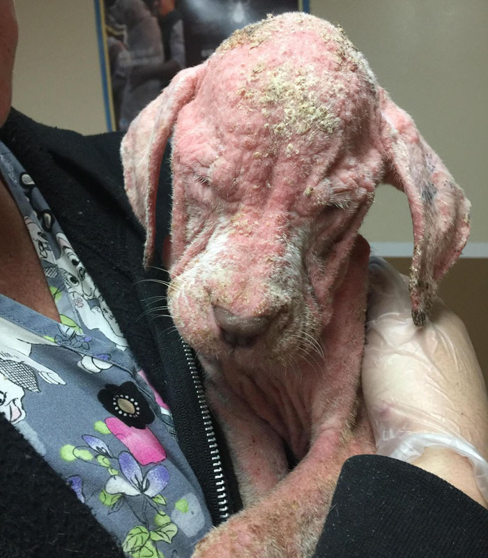 Teljesen kihullott a szőre az elhagyott kiskutyáknak Teljesen kihullott a szőre az elhagyott kiskutyáknak